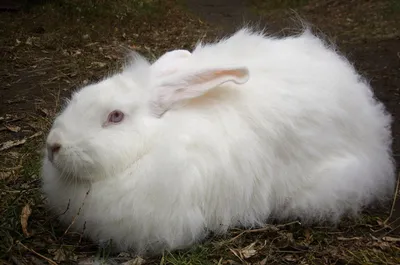 🐰♥️ Декоративный кролик, порода Минилоп: Договорная ᐈ Декоративные кролики  | Бишкек | 81127201 ➤ lalafo.kg