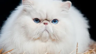Самые добрые породы кошек фото - Cat Joy Магазин товаров для домашних  животных | зоомагазин в Киеве