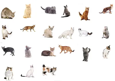Основные породы кошек - картинки и фото koshka.top