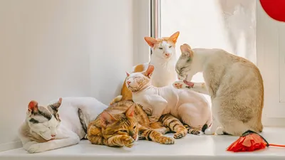 Породы кошек фотографии