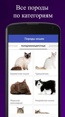 Породы кошек – скачать приложение для Android – Каталог RuStore