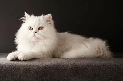 Самые длинношерстные породы кошек – список, описание, фото и видео - «Как и  Почему»