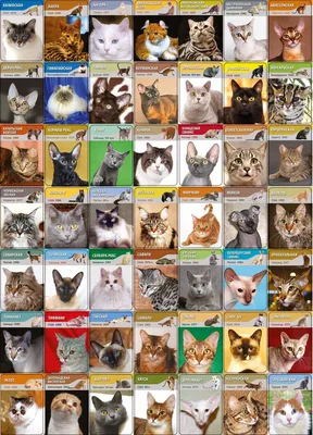 Определитель породы кошки по - картинки и фото koshka.top