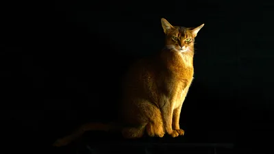 Самые красивые породы кошек выявили методом золотого сечения