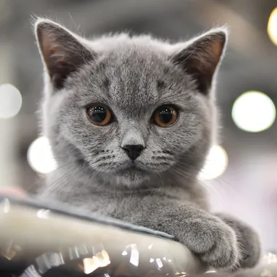 Названы самые популярные породы кошек в России: Общество: Россия: Lenta.ru