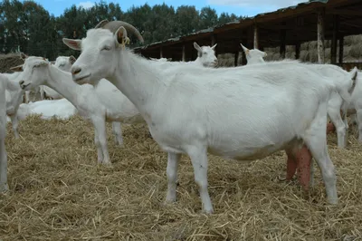 Породы коз молочного направления фото