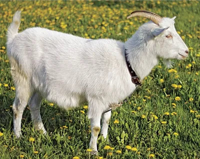 Какие есть породы карликовых коз - Породы коз и овец - Козоводство в  Украине, России, СНГ: форум, хозяйства, рынок