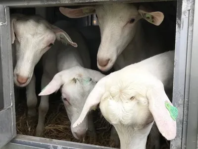 ЛПХ «Солодка Коза» - Перевод статьи  https://www.purinamills.com/goat-feed/education/detail/the-why-and-how-to-dry-up-a-dairy-goat  Сухостойный период молочных коз перед следующей лактацией полезен для  здоровья самок и помогает улучшить производство ...