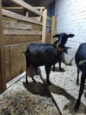 Nubian goat portrait | Козы, Козоводство, Козлята