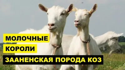 Архив Маленькая карликовая камерунская коза в квартиру ✔️ 250 $ ᐉ Козы в  Киеве на BON.ua 39485530