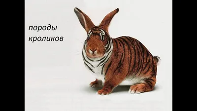 4. Пуховые породы кроликов [1990 Максимов А.П., Зарубенко А.И. -  Приусадебное кролиководство]