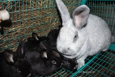 Породы кроликов фото фотографии