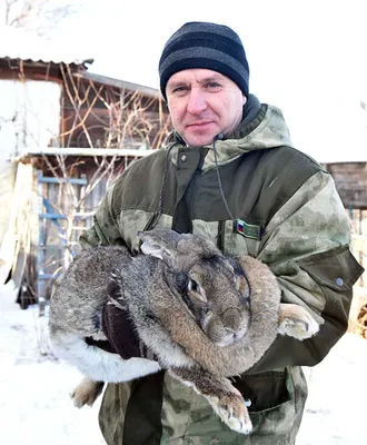 Кролики. Это не только ценный мех - Наше подвірʼя - Козоводство в Украине,  России, СНГ: форум, хозяйства, рынок