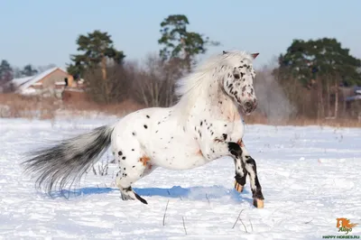 Порода Аппалуза, фото, описание. | Счастливые Лошади | Appaloosa horses,  Beautiful horses, Beautiful horse pictures