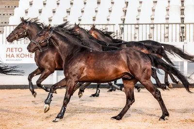 Разведение и селекция лошадей | EquiLife.ru - Первый Конный журнал online