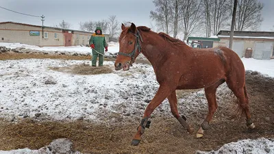 Торийская порода лошадей