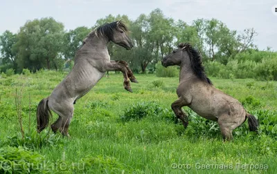 Породы лошадей: 🐎 названия, описание видов, характер, особенности, фото и  видео