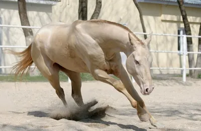 ⭐Самые красивые породы лошадей!🐎 | ⭐Красота спасет мир!⭐ | Дзен