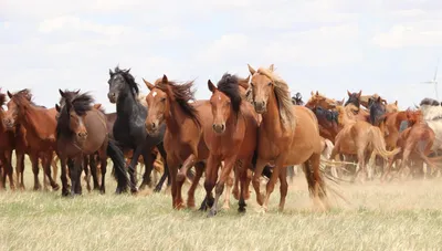 Породы лошадей: 🐎 названия, описание видов, характер, особенности, фото и  видео