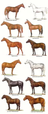 Породы лошадей фото