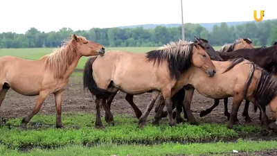 ИСТОРИЯ ПОРОДЫ. KWPN ИЛИ ГОЛЛАНДСКАЯ ТЕПЛОКРОВНАЯ | ESU Horses