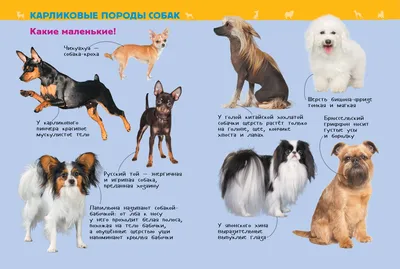 Какие породы собак подходят для детей (60 фото) - картинки sobakovod.club