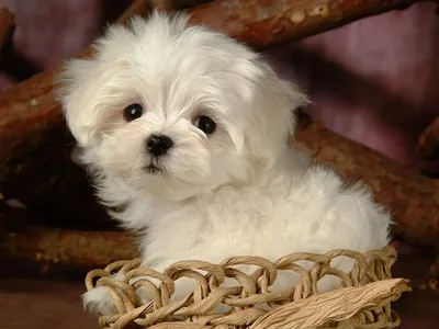 Маленькие породы собак: фото, названия, особенности, правила ухода -  Animallist.ru