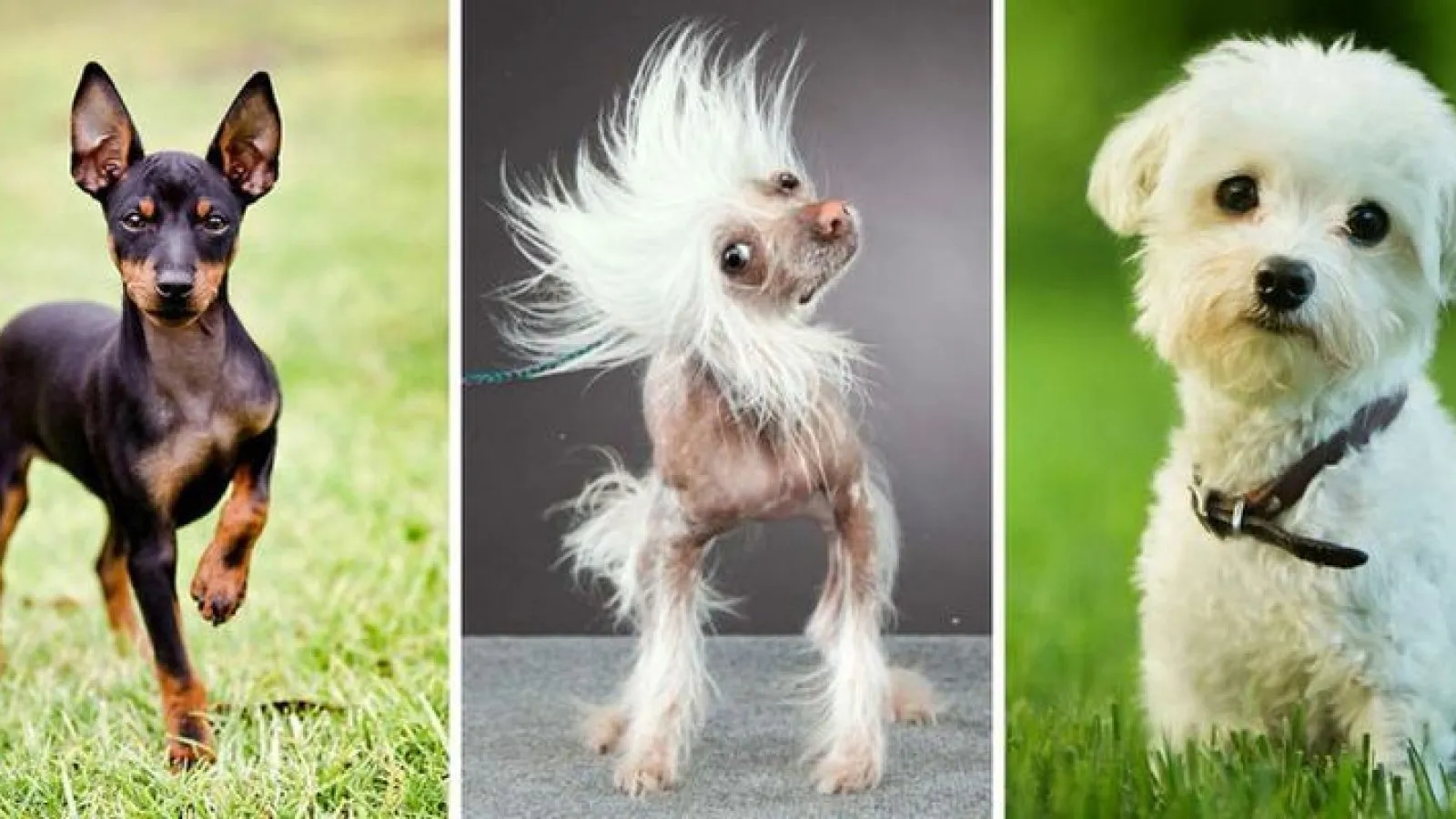 Новые породы маленьких собак с фотографиями и названиями