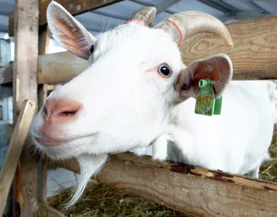 Стандарт молочных коз Зааненской породы. Выставка Агроферма-2019 - YouTube