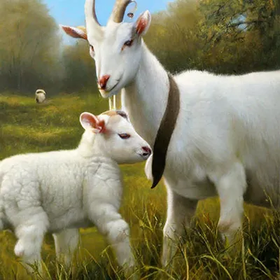 Породы коз с фото и описанием – Камчатгосплем