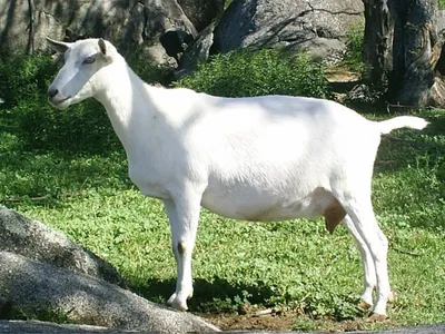 Коза животное молочной продукции из индийской породы коз Стоковое  Изображение - изображение насчитывающей рожочок, пасите: 194942577