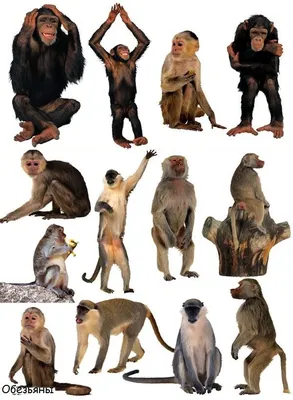 Породы обезьян фото