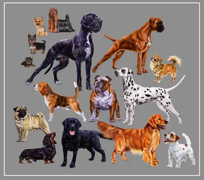 Все породы собак рисунки (56 фото) - картинки sobakovod.club