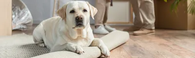 Самые спокойные породы собак в мире | HOME FOOD