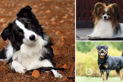 Самые умные собаки - какую породу выбрать – фото
