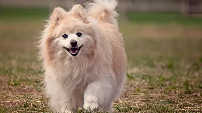 Санкт-Петербург | Названы популярные породы собак у россиян в 2022 году -  БезФормата