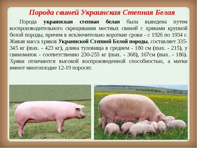 Украинская степная свинья — АгроXXI