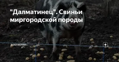 Свиноводческое хозяйство Пиг фарм - Pig Farm Ukraine | Volnovakha