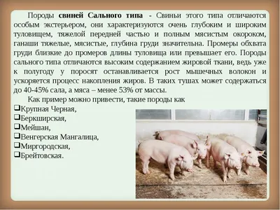 Продам/купить свиньи поросята ремсвинки хряки племенные мясные породы —  Agro-Ukraine