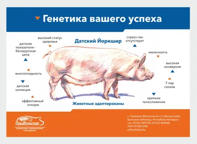 Свинья и в Африке свинья: Топ 10 пород свиней для вашего хозяйства