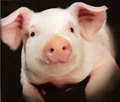 Смешные картинки про свиней (65 фото) 🔥 Прикольные картинки и юмор