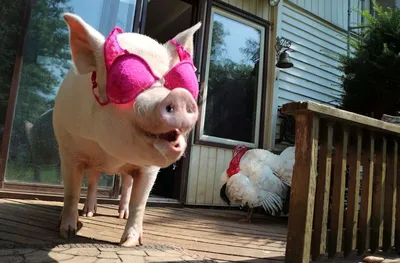 Смешные фото свиней: веселая подборка