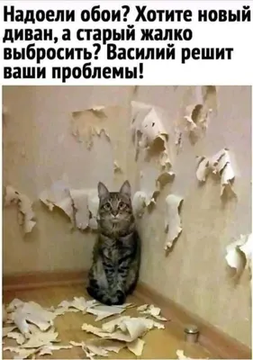 Поржать приколы фото