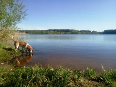 Карьеры в пос.Шапки — Pet-Trips