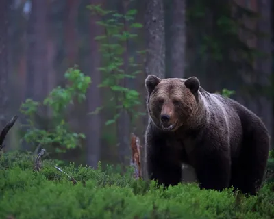 Поляндрия Последний медведь - Акушерство.Ru