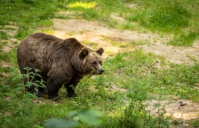 В Службе спасения Якутии рассказали, что делать при встрече с медведем —  Улус Медиа