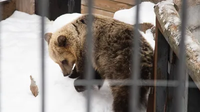 Медведь: последние новости на сегодня, самые свежие сведения | Ирсити.Ру -  новости Иркутска