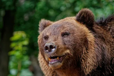 Диксон на отдыхе: москвичи временно не смогут посещать медведя в Московском  зоопарке - Москва.Центр