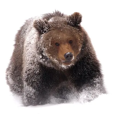 Жуткие кадры отстрела медведя на Сахалине попали в сеть - Новости  Сахалинской области - astv.ru