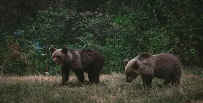 Впервые бурый медведь поселился среди полярных сородичей на острове Врангеля